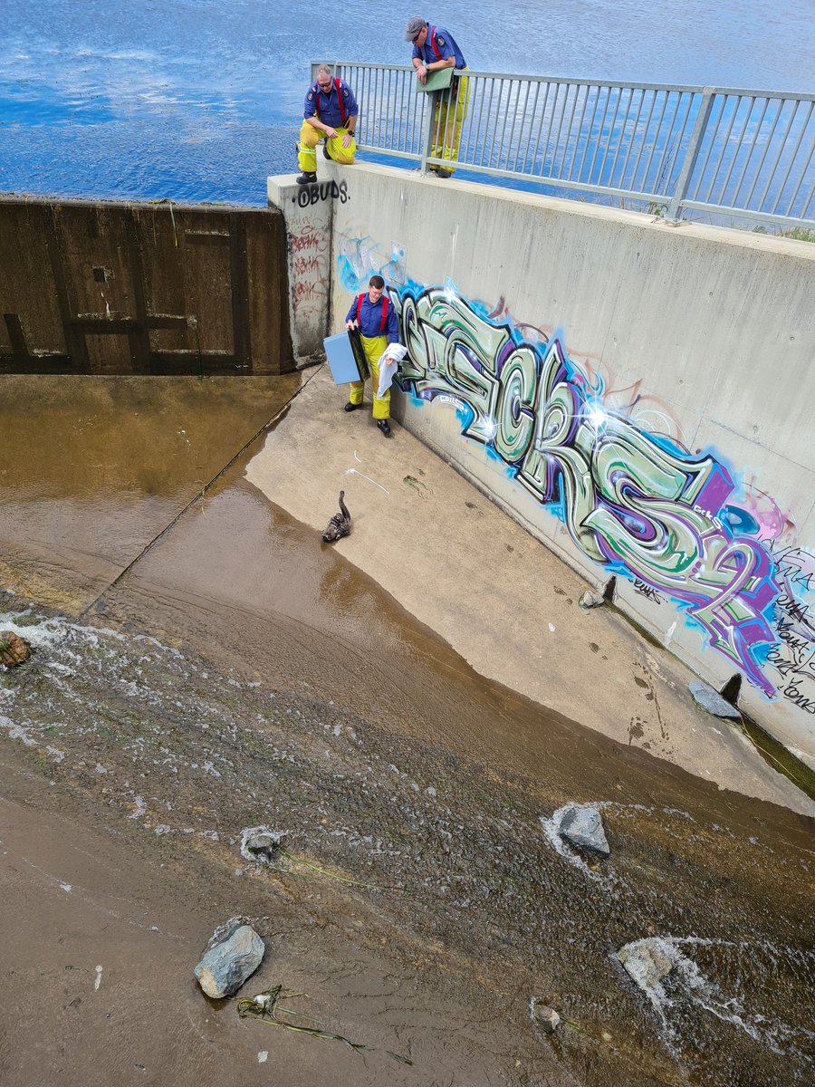 Swan rescue with ACT fire &amp; rescue