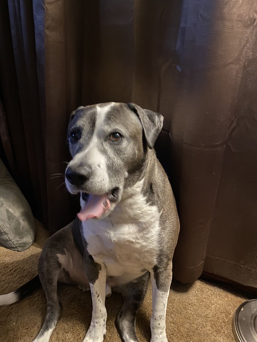 Tale3Pups's tweet photo. The picture.
....
The outtakes. 😝
💕’s,
Bear
#thetaleofthreepups #outtakes #bloopers #perfectiontakespractice #dogsoftwitter https://t.co/uB6oAR8K9L
