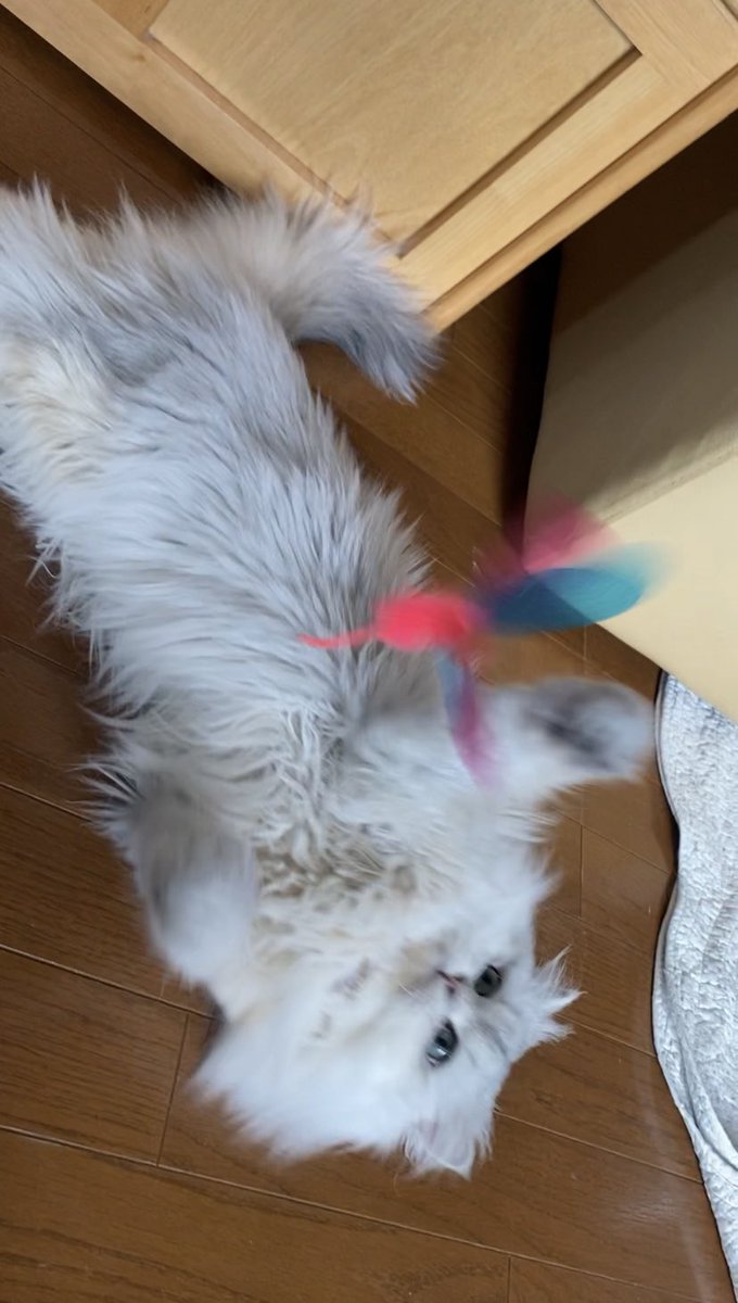 MYUU_0818's tweet photo. みゅーちゃんは今日もトンボ取りに必死です🐱ʚïɞ.•*¨*•.¸¸♬
#猫のいる暮らし https://t.co/LUJL9VltEa