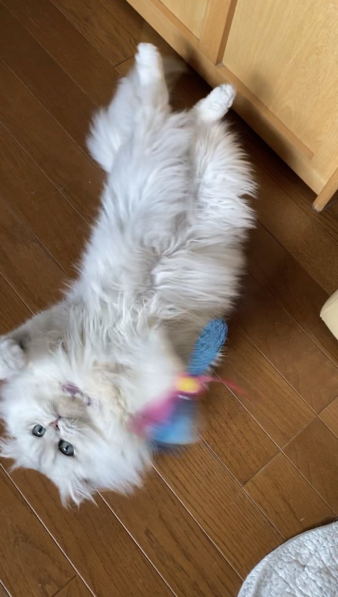 MYUU_0818's tweet photo. みゅーちゃんは今日もトンボ取りに必死です🐱ʚïɞ.•*¨*•.¸¸♬
#猫のいる暮らし https://t.co/LUJL9VltEa