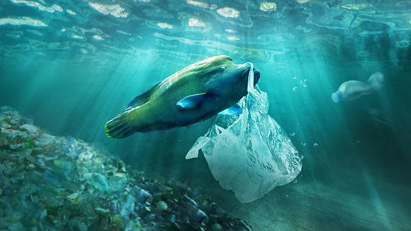 3. 1 in 3 marine mammal species get found entangled in litter, 12-14,000 tons of plastic are ingested by North Pacific fish yearly.