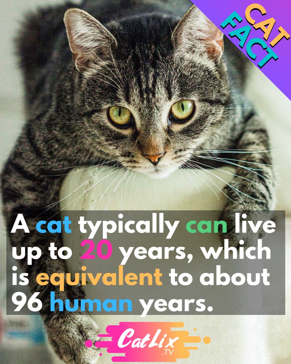 Catlixtv's tweet photo. Cat fact
Funny Cat Videos: https://t.co/TgbUHnSD7p
.
.
.
.
#catworld #catpic #catmemes #catart #catcafe #catdog
#catloversworld #cats_of_the_world #cats_of_ig #catstoday #catsclub #catsforlife
#catchallenge #catpranks #catvideosofinstagram
#kittenlife #catlix #catlixgames https://t.co/0C9yJ6PZeU