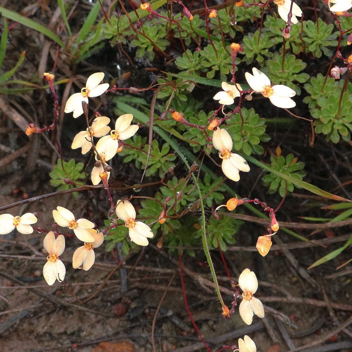 jason_nge's tweet photo. Stylidium rupestre flowering in Ravensthorpe in spring (October).
#stylidium #StylidiumRupestres #Stylidiaceae #triggerplants #australiannativeplants #Australianflora #australianwildflowers #westernaustralia #biodiversity #biodiversityHotspot #nature #wildflowers #botany https://t.co/TA1mnyc4SX