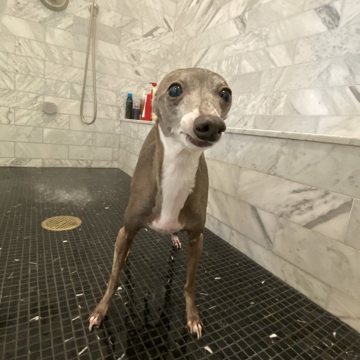 carpet in the shower