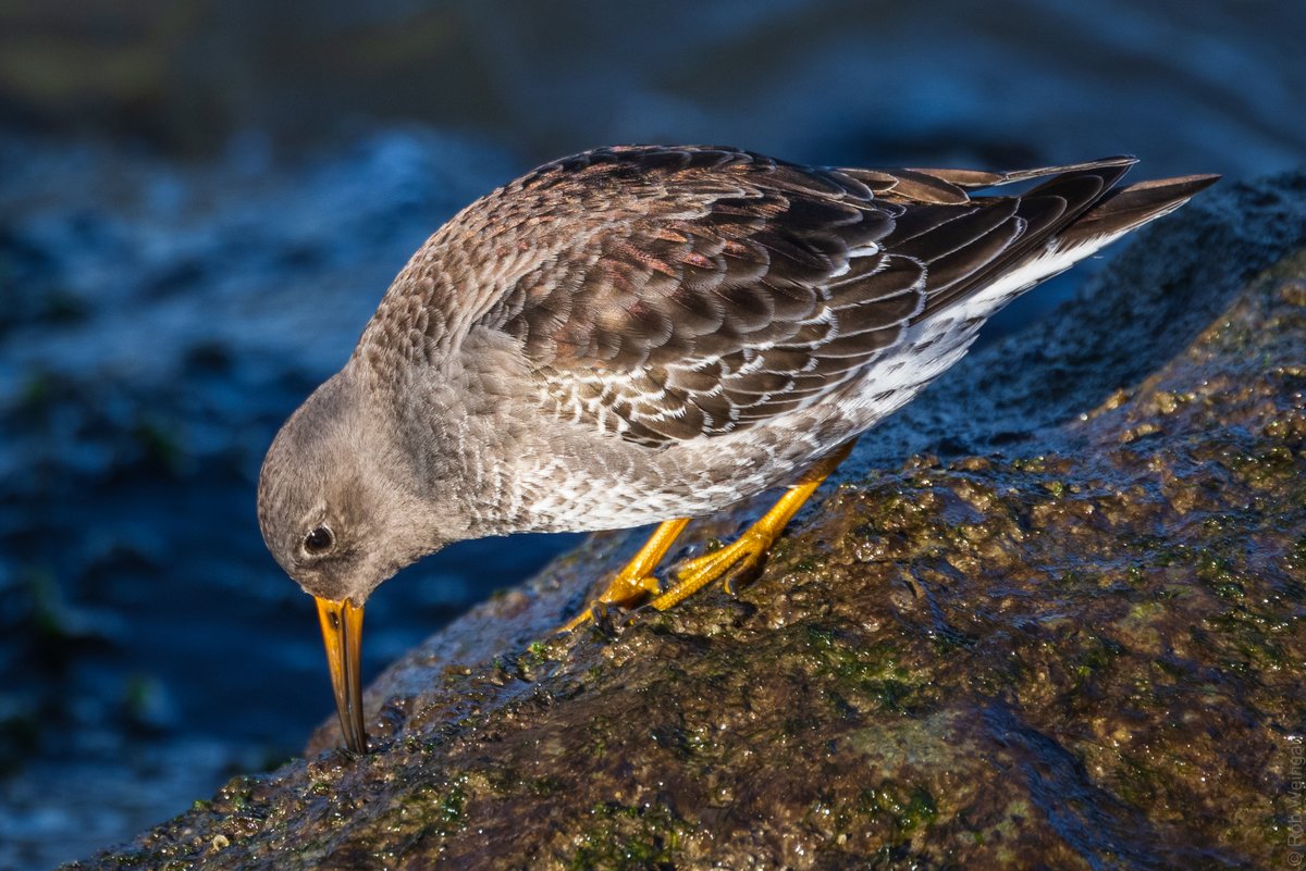 Hungry Purple Sandpipe,  Delaware Seashore SP

#purplesandpiper #sandpiper #icanseealittlepurple
#wildlife #wildlifephotography #birding #birdtwitter #birdtonic