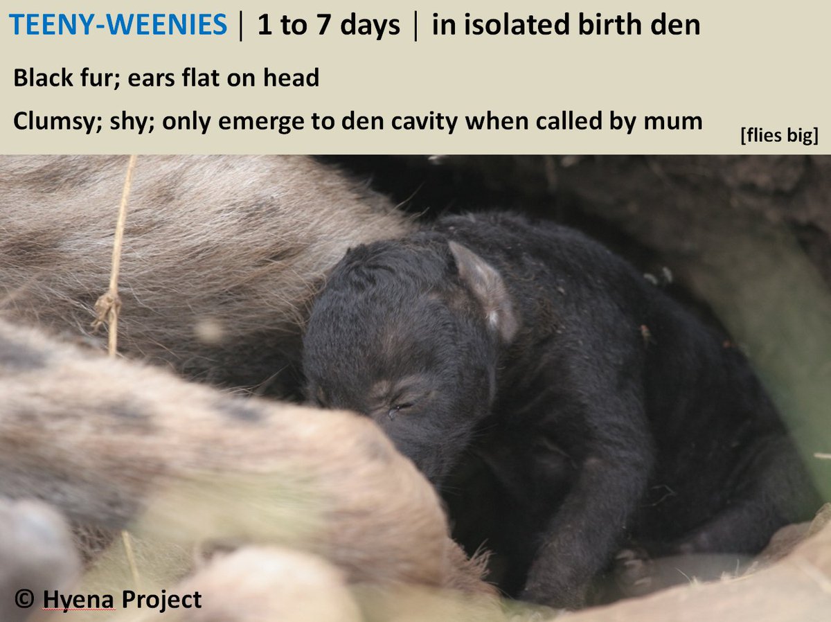 Ever wondered how we estimate the age of spotted  #hyena cubs?From TEENY-WEENIES to SHAGGY TEENS, here's our method in a nutshell - spiced up with some  #HyenaFacts. 1/5 #fieldwork  #carnivores