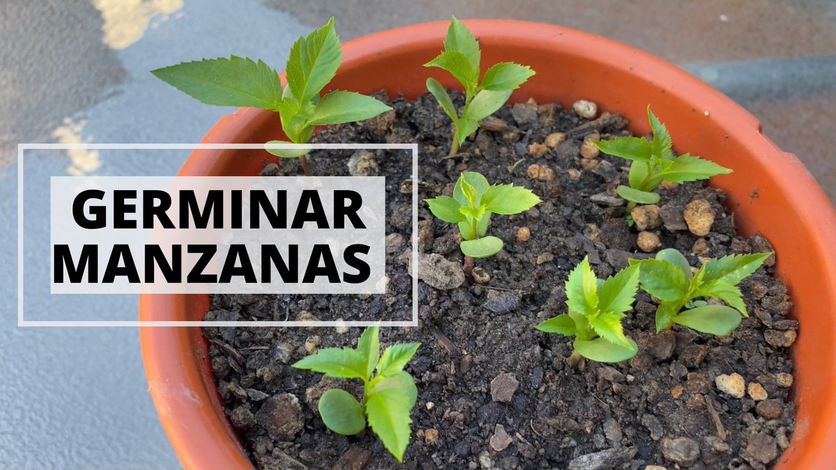 Video número 47!!

En el video de hoy vemos cómo germinar semillas de Manzana en casa con un método super fácil y eficaz, solo tarda 7 días. Además vemos cómo pasar las semillas a sustrato, sus cuidados y más.

Link: youtu.be/6hIH5EMhlq8