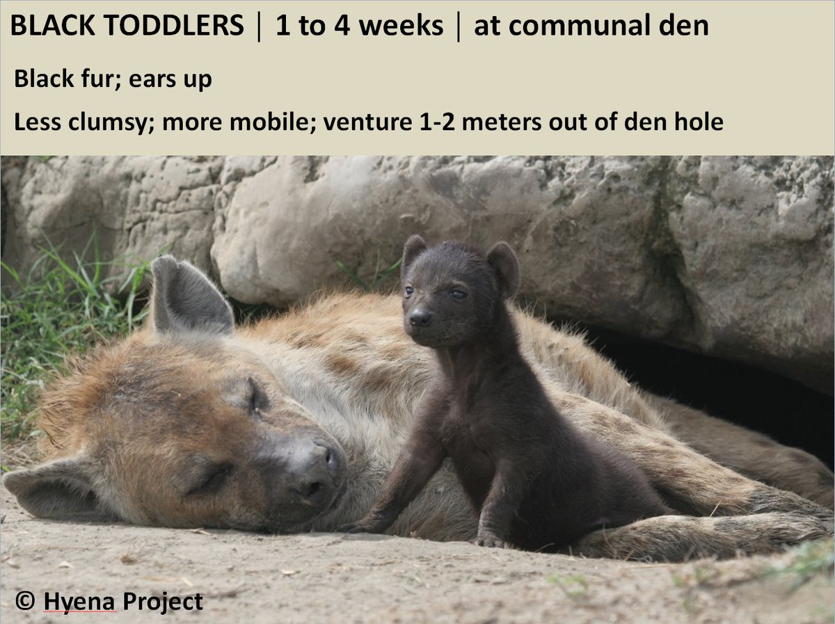 Aging of  #hyena cubs: the BLACK TODDLERS (1 to 4 weeks) #Hyenafacts: mothers give birth to 1 or 2 cubs (very rarely 3)2/5 #Hyenas  #BabyAnimals  #SciComm
