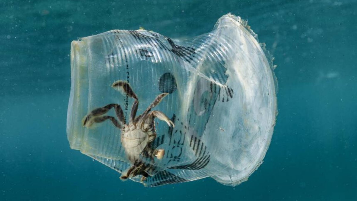 6. 300 Million tons of plastic gets created yearly, and this weighs the same as the entire human population, and 50% is single-use only.