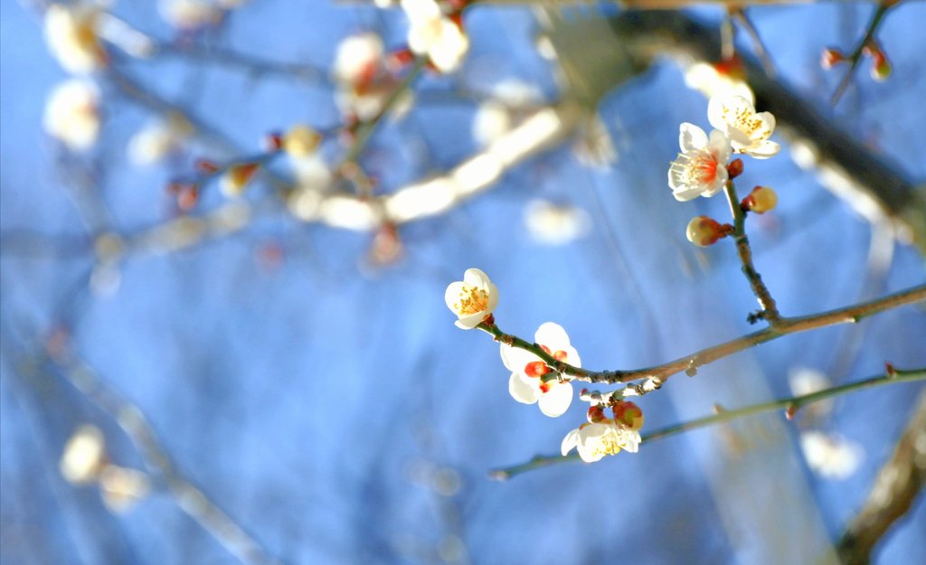 片岡梅林 Twitter Search Twitter