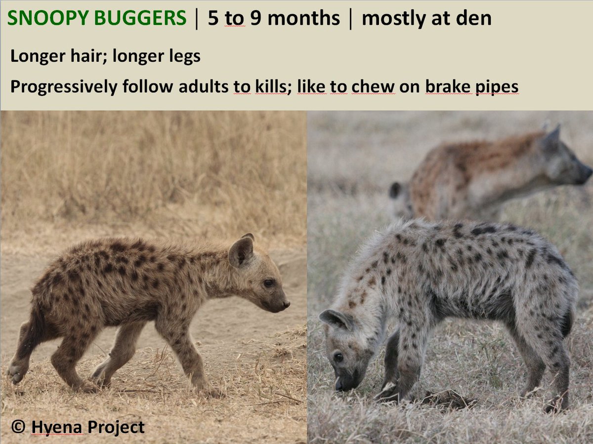 Aging of hyena cubs: the SNOOPY BUGGERS (5 to 9 months) #HyenaFacts: cubs are ranked just below their mother and dominate their older siblings from previous litters4/5 #Fieldwork  #PopSci