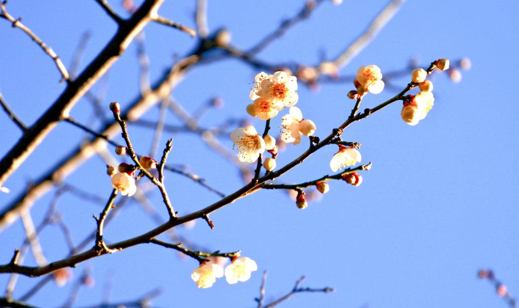 片岡梅林 Twitter Search Twitter