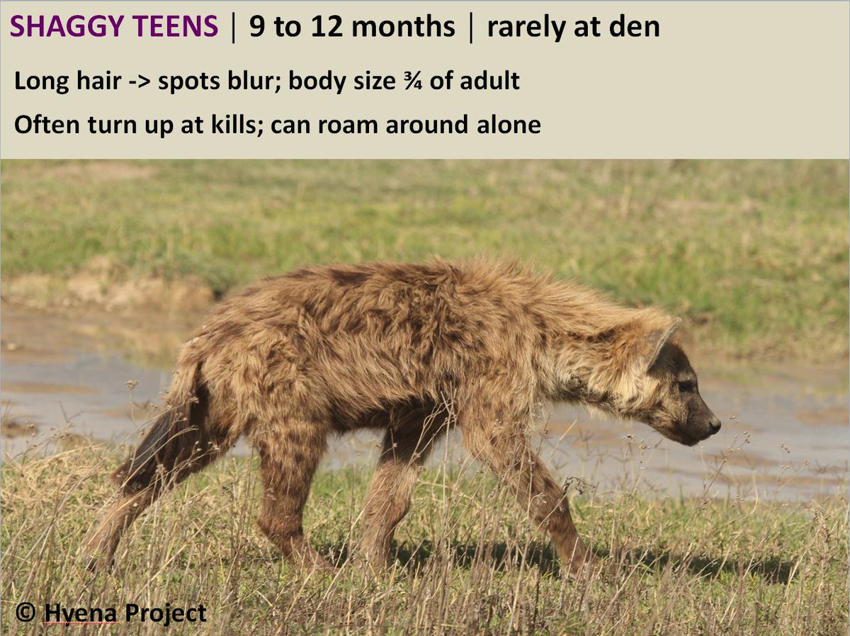 Aging of hyena cubs: the SHAGGY TEENS (9 to 12 months) #Hyenafacts: cubs are nursed for up to 2 years (average = 15 months in  #Ngorongoro)5/5 #Mammals  #SciComm