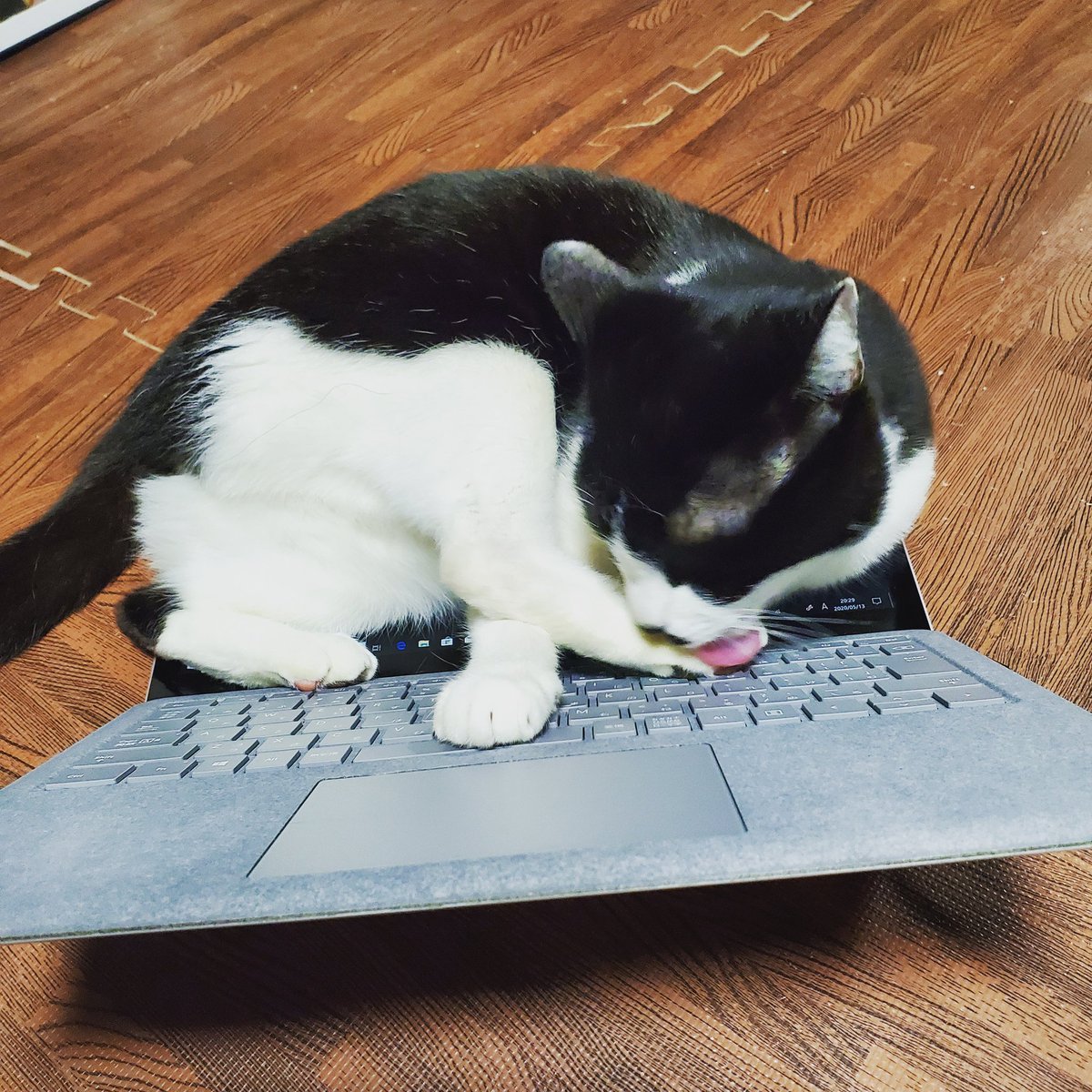 こまち こまちゃんねる パソコンの使い方間違えてる奴 白黒猫 ねこすたぐらむ ねこのいる生活 猫のいる暮らし 白黒ちょびひげ猫 ちょびひげ猫 はちわれ白黒猫 はちわれ猫 世界一可愛い猫 宇宙一可愛い猫 猫 猫好き 猫スタグラム