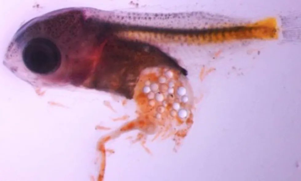 9. On top of this 8.3 million tons are discarded in the sea yearly. Of which, 236,000 are ingestible microplastics that marine creatures mistake for food. Image shows microplastic particles in a tiny baby fish