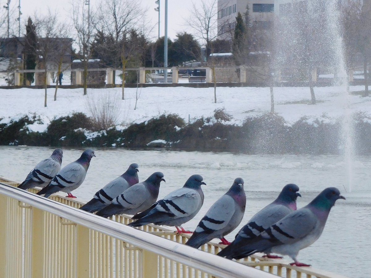 kabemayor's tweet photo. #palomas #parquedelebro #logroño https://t.co/KUV5G45SrJ
