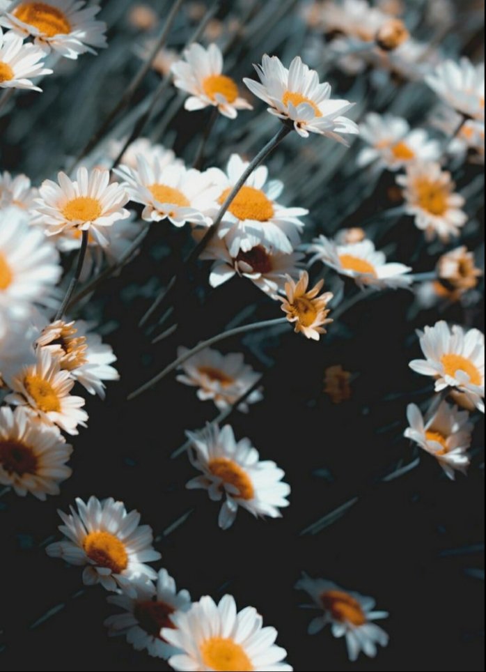 Bir papatya kadar masum, bir papatya kadar güzel olabilmeliydi insan.