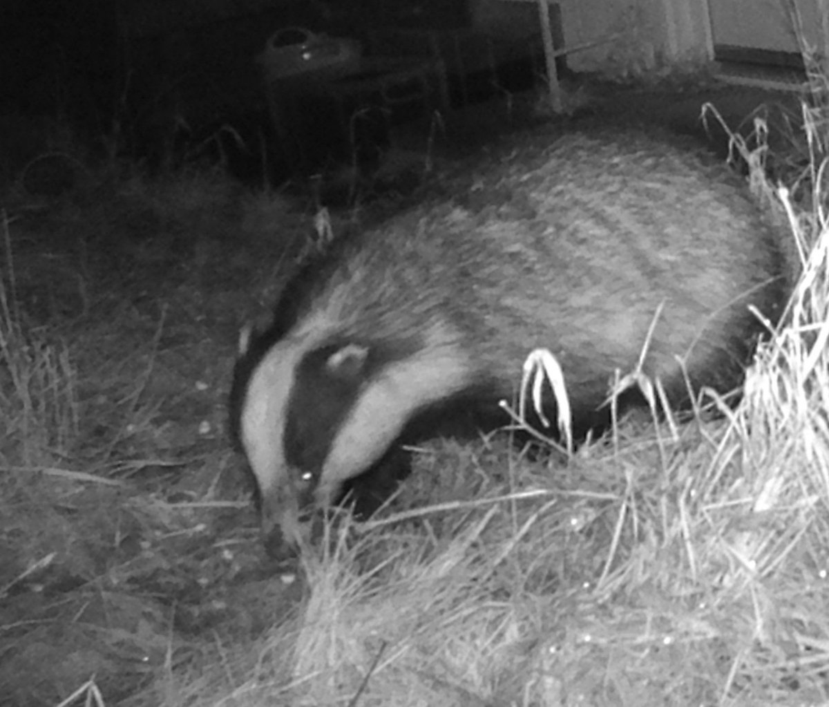 GeoffP246's tweet photo. I cut my grass twice a year and I am trying to turn it into wildflower  meadow, the grass clumps make good refugees for overwinter insects and this big male has been feeding on these for a while. https://t.co/tYoyfBUehk