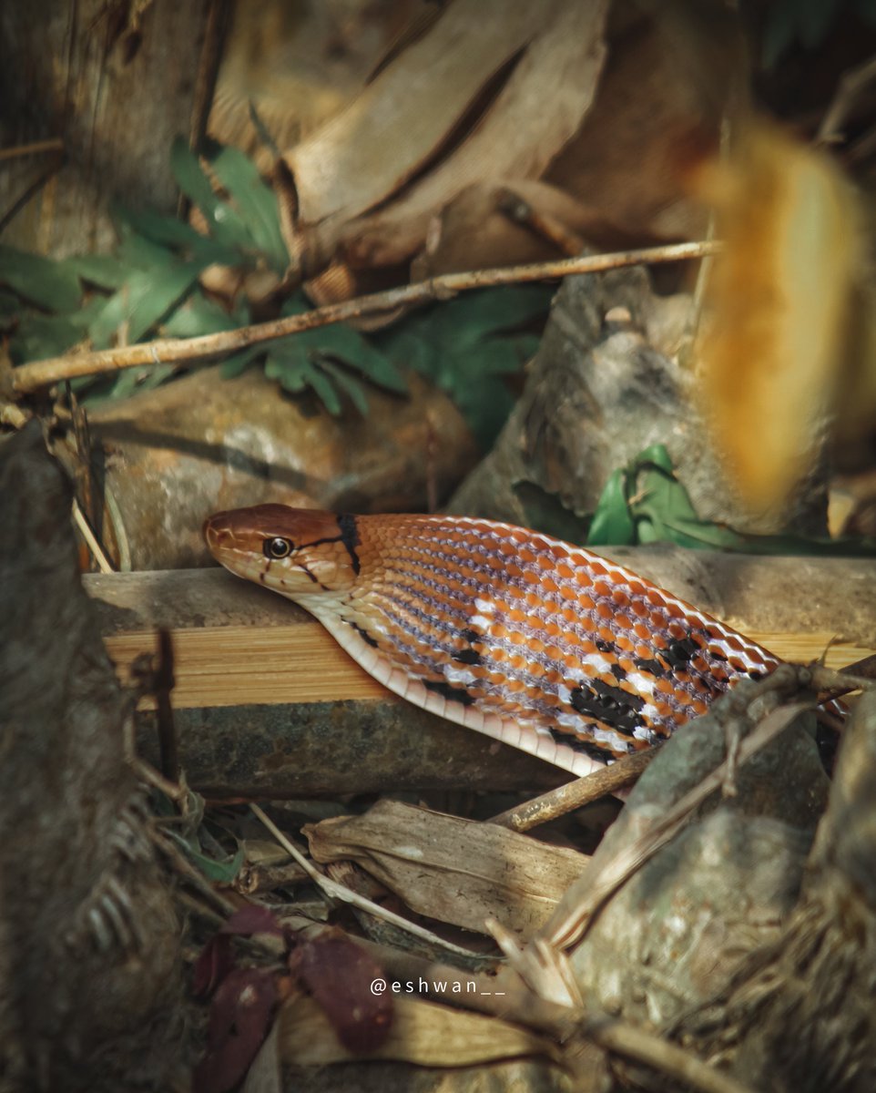 eshwan_sonowal's tweet photo. Copper head trinket 🐍
It's a nonvenomous constrictor species of colubrid snake.
.
.
.
#snakes #photography #animals #Cobra #Hashtag #Assam #India #nature #canonphotography #canonindia #_oye #_poi #_soi #wildlife https://t.co/T6vbSQhaBv
