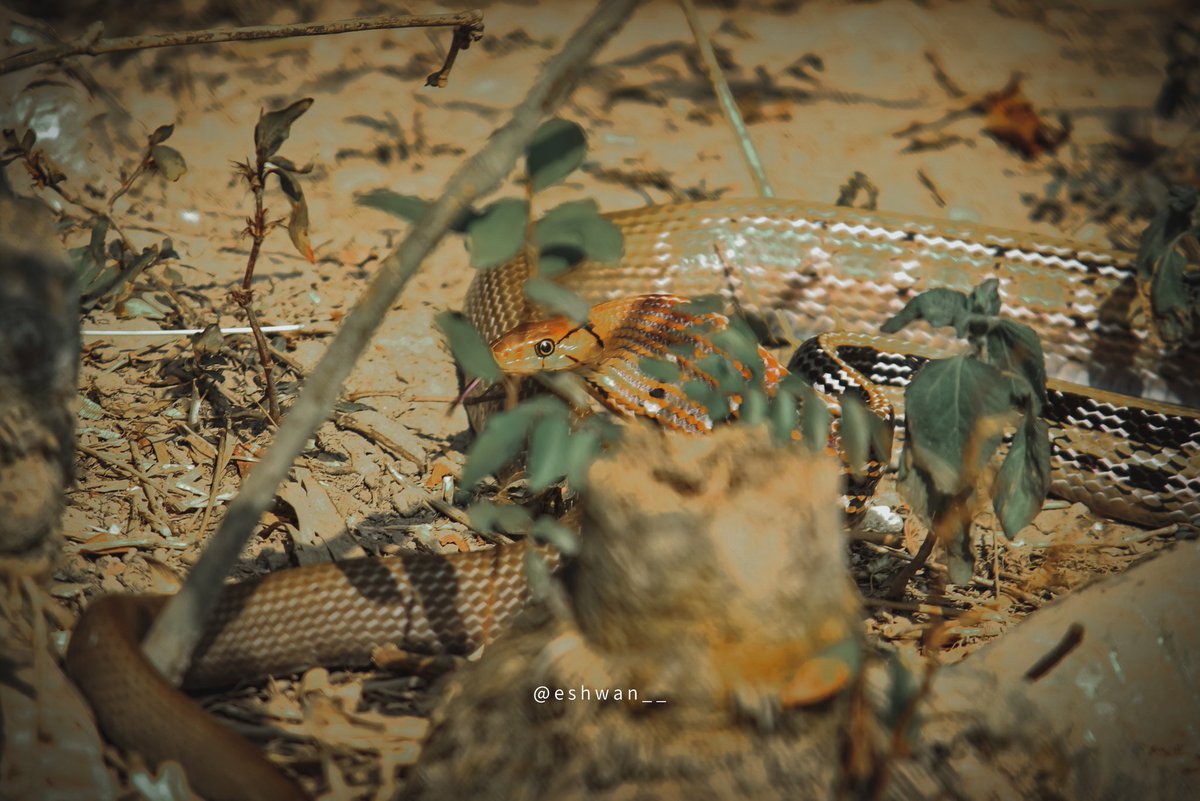eshwan_sonowal's tweet photo. Copper head trinket 🐍
It's a nonvenomous constrictor species of colubrid snake.
.
.
.
#snakes #photography #animals #Cobra #Hashtag #Assam #India #nature #canonphotography #canonindia #_oye #_poi #_soi #wildlife https://t.co/T6vbSQhaBv
