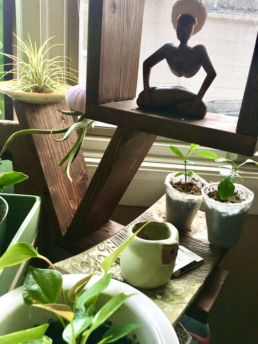 theMarcelosFarm's tweet photo. We put up a window #herb box in the #kitchen window.... #mint #cilantro #suburban #farmer

#calimansi #airplant #jellyfish on # Love shelf in another window

Seller of: #hemp #thcfreeseeds and high quality  #nutrients #probiotics and #herbicides for all your #garden farming needs https://t.co/mbHrVjmz1T