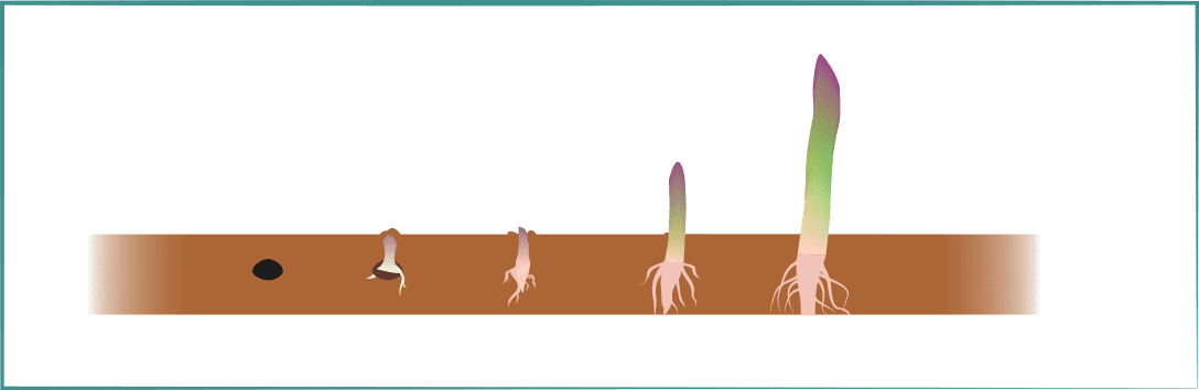 イラレブック アスパラガス 漢字で書くと 石刁柏 アスパラギン酸は実はアスパラガスより魚の干物や大豆に多く含まれている 漢字の由来とアスパラギン酸含有量ランキングも T Co Anatryry4l アスパラガス 野菜 アミノ酸 イラレブック