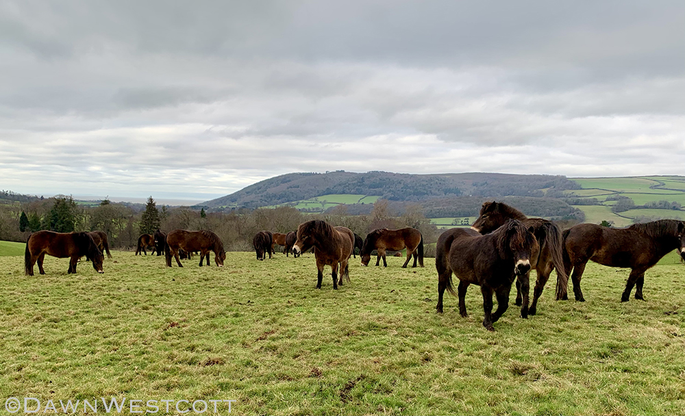 Exmoor pony dudes enjoying some lovely grazing today 😀
#ExmoorPonies #GoNative #ExmoorPonyProject
#ExmoorNationalPark #conservation #nativeponies #rarebreeds