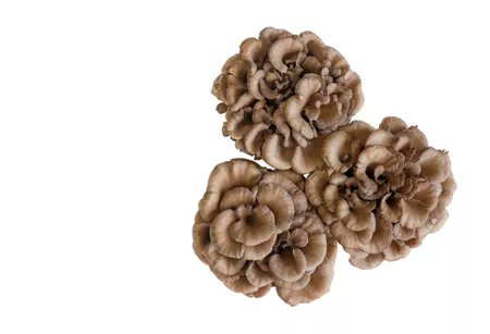 syikinhussain's tweet photo. Maitake Mushroom π
Maitake mushroom is one of the finest fungi on the market which commonly known as hen-of-the-woods. It always be a great option for frying, dicing, and adding a visual flair to many dishes.
#imk221
https://t.co/qzH6C0tcHT https://t.co/OnUMQRpWDJ