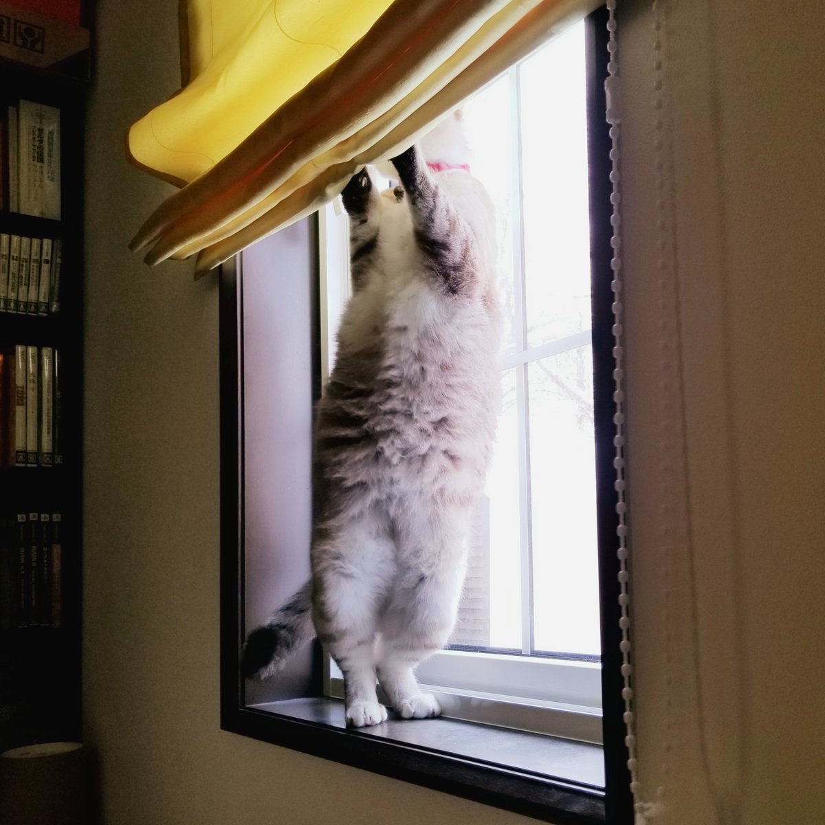 kiyoto0603's tweet photo. #ミルク #milk #猫 #ネコ #ねこ #閉店ガラガラ #closeshop https://t.co/O1BogGZL6N