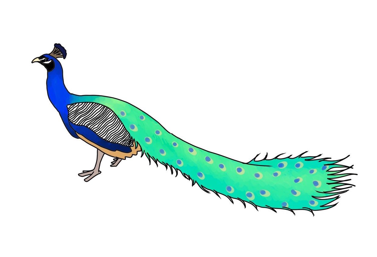 毎日イラストイタリア語 孔雀 Pavone パヴォ ネ 孔雀はローマ神話におけるユノ ギリシャ神話におけるヘラのアトリビュートとして西洋絵画に描かれてきました それらの神話にて クジャクの尾羽の丸い模様は 全身に100の眼を持つアルゴスという巨人の
