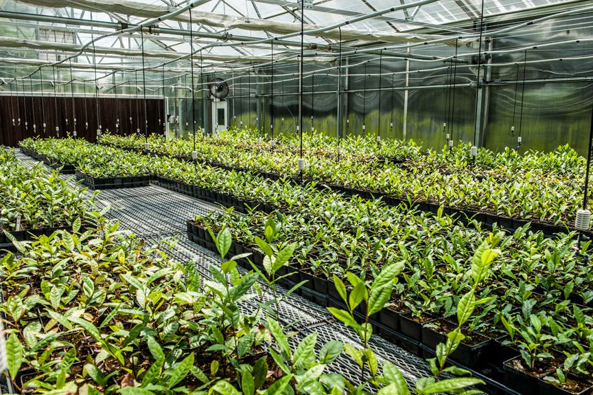 Grow, tea babies, grow! 🌱 #charlestonteagarden #explorecharleston