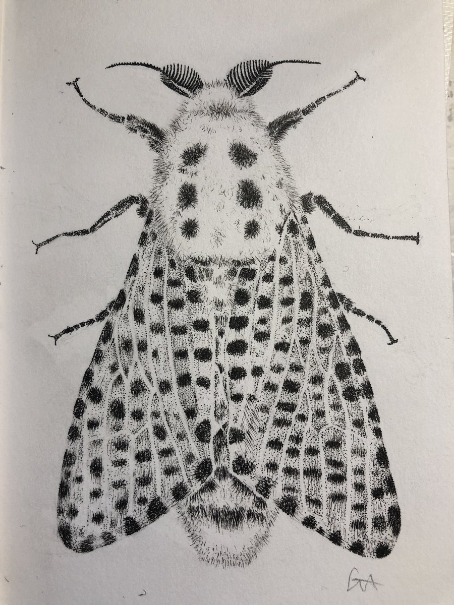 gailashton's tweet photo. Well, that was a tough one, thanks @wjrpbp! Hope you like it 😊
#LeopardMoth
#ZeuzeraPyrina
#Lockdown
#Twitterarty
#Moth https://t.co/eV03WNmGHp