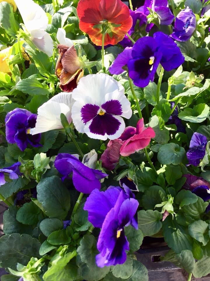 FloridaGrecco's tweet photo. #goodmorning #pansies @FloridaGrecco #funeart https://t.co/Yz7keEdBMu