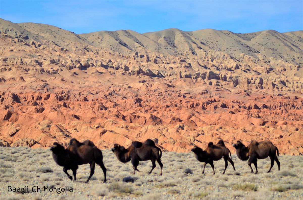 Онцын улаан явар
Говь-Алтай аймгийн Бигэр сум
