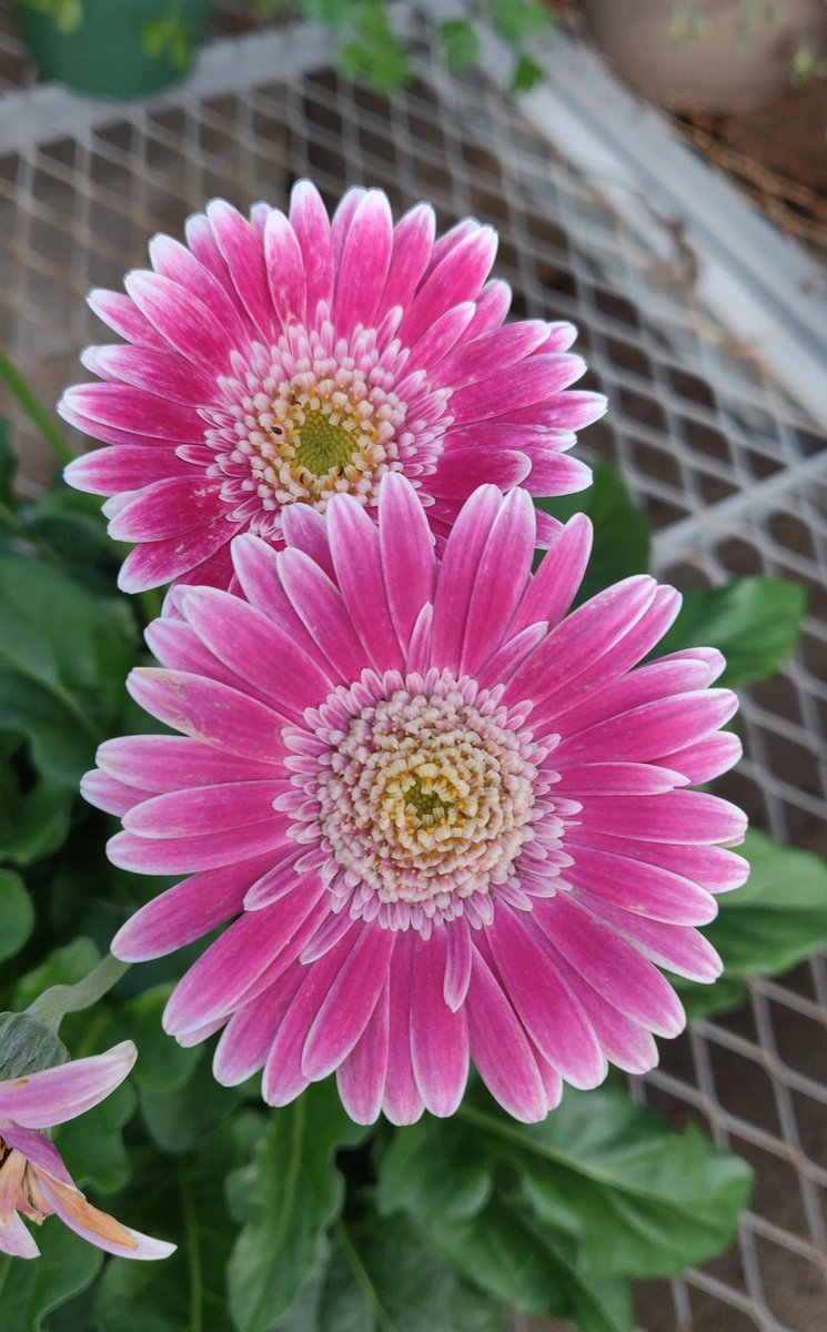 pinatasbyedith's tweet photo. #prettyflower🌸 https://t.co/nu2uVnjP6S