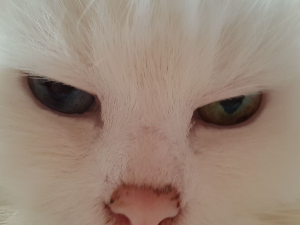 Schaut in meine Äuglein....