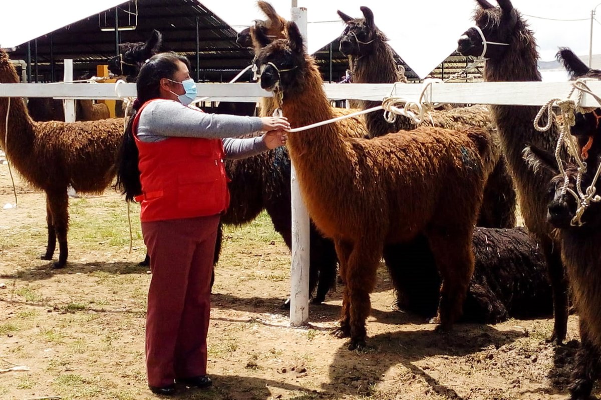 MidisPAIS's tweet photo. #Cusco | Con el apoyo del #Tambo #Apachaco del @MidisPAIS, la Municipalidad distrital de Coporaque organizó la feria agropecuaria gastronómica 2021, también conocida como "Feria de Reyes". https://t.co/iR8iCcYxTI