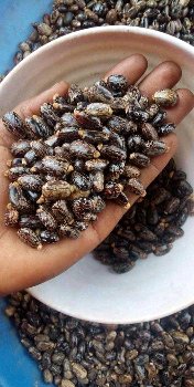 AcresCastor's tweet photo. Freshly harvested Castor beans ready for the market. Call me 📞 on 0806 526 7653 now. https://t.co/FNEFgvt1iO