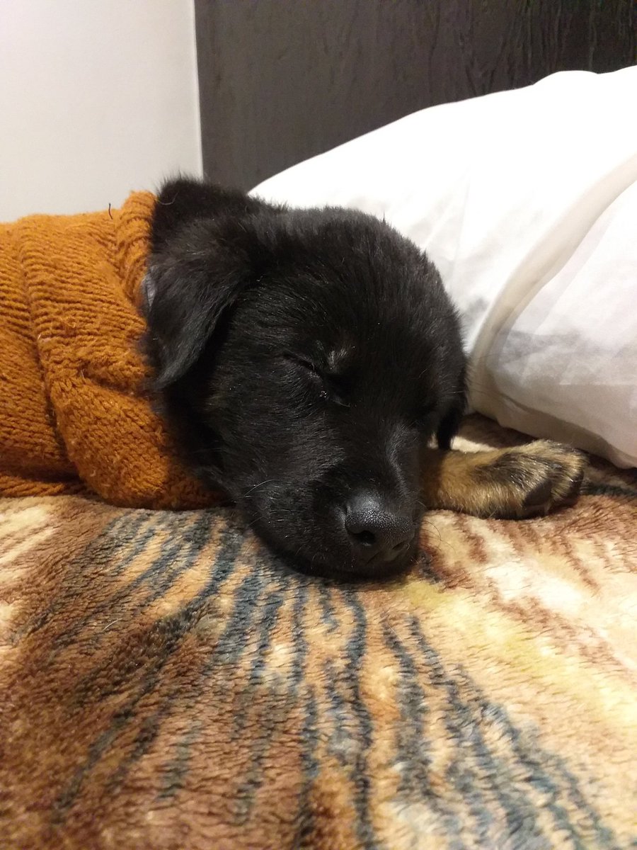 YohanaPatern's tweet photo. Axel aproximadamente cuatro meses, busca una familia para toda la vida, ya está desparasitado, si alguien desea darle una oportunidad se pueden contactar por WhatsApp 3115079724, no para  zonas con sobrepoblación animal en condición de calle.
O nos puedes ayudar con RT🐕🏘👨‍👩‍👧💙 https://t.co/N6KKHJ6Hbg