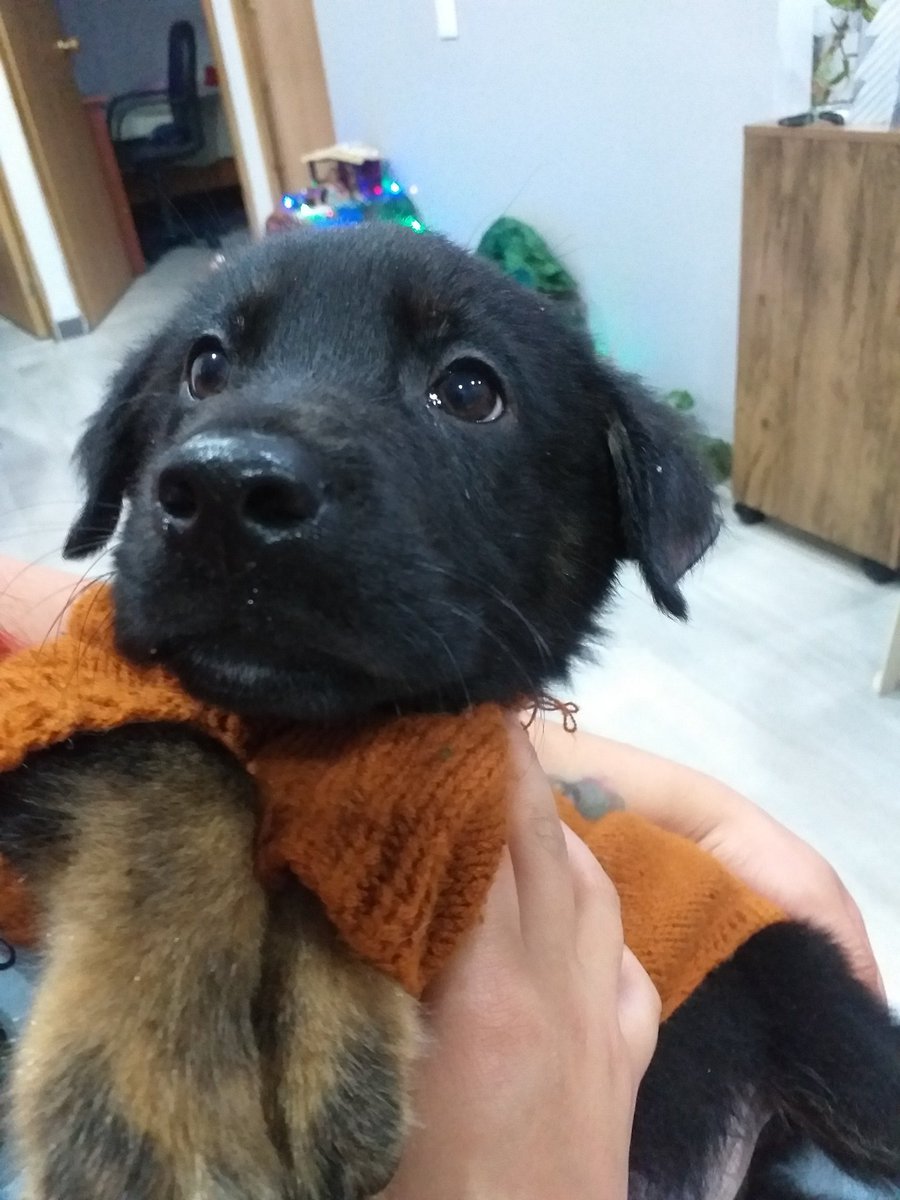 YohanaPatern's tweet photo. Axel aproximadamente cuatro meses, busca una familia para toda la vida, ya está desparasitado, si alguien desea darle una oportunidad se pueden contactar por WhatsApp 3115079724, no para  zonas con sobrepoblación animal en condición de calle.
O nos puedes ayudar con RT🐕🏘👨‍👩‍👧💙 https://t.co/N6KKHJ6Hbg