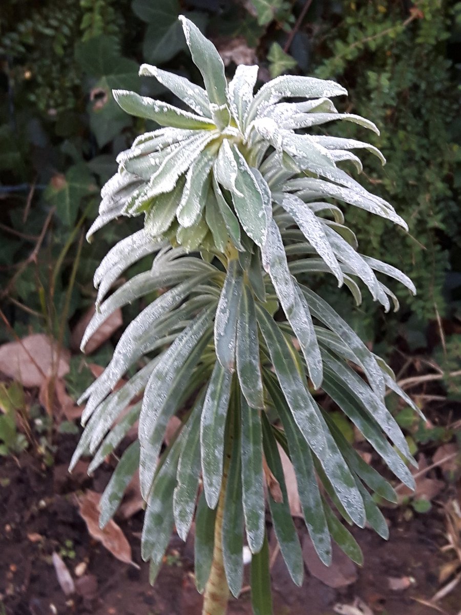 standing_green's tweet photo. #frost this morn' on a stem of my Euphorbia Wulfenii. A #classy #Plant made to look even #classier 👑 https://t.co/cPjT30UAYe