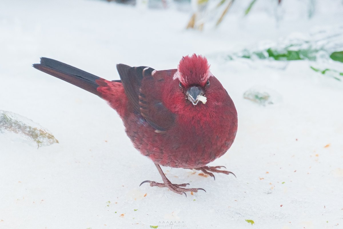 jerry6980's tweet photo. The Angry Bird (X)
The Vinaceous rosefinch (O)
#合歡山 #Fujifilm #XT30 #Vinaceous #rosefinch #taiwan https://t.co/4WjiPPI9OZ