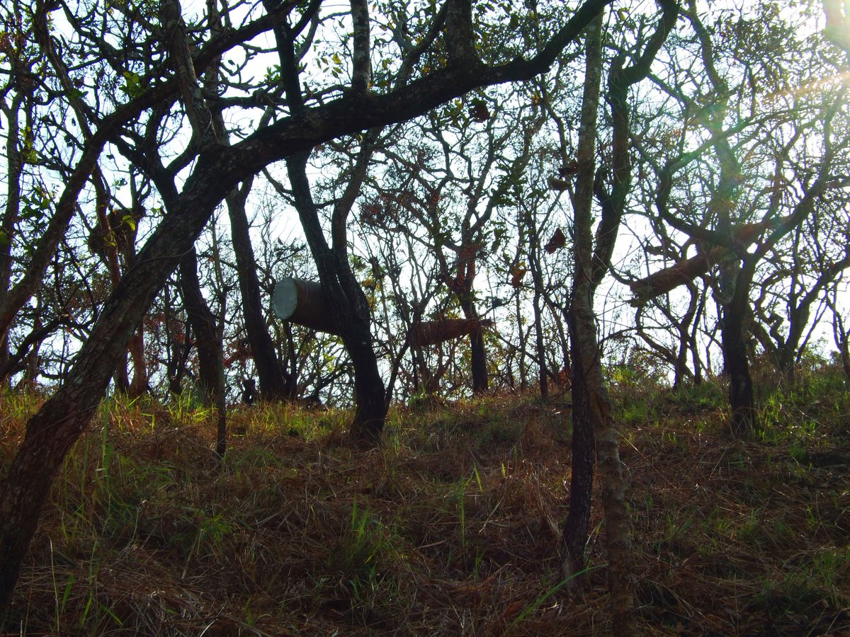 BeesForDev's tweet photo. Not just sustainable, forest beekeeping is generally practiced far from any source of harmful agrochemical inputs, and yields honey and other bee products of a unique and high quality. #beesandtrees #orfc21. https://t.co/pIAGmBEMN6