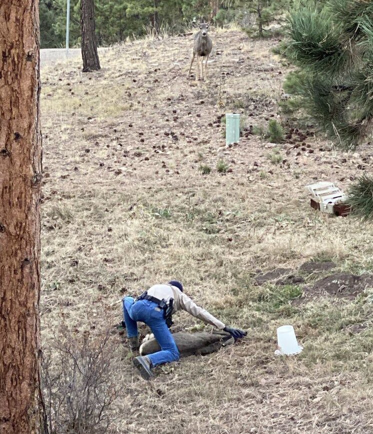 CPW_NE's tweet photo. Wildlife officer Joe Nicholson was able to remove this 10-pound plastic bird feeder on the neck of this mule deer near Pine on Saturday. https://t.co/bmYDIE2g2k