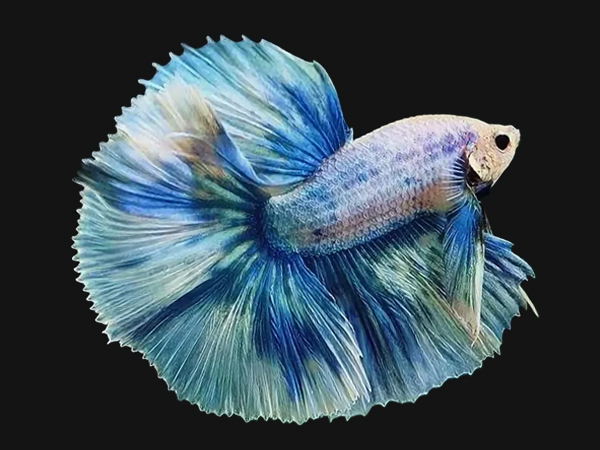 Betta fish Dazel (@Dazel14228652) / Posts / X