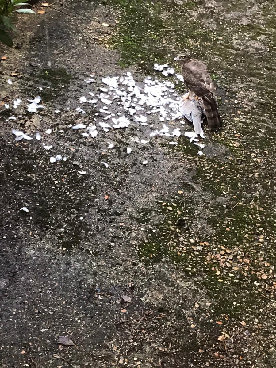 LeaLucyEvans's tweet photo. @harbourbirds please help! Is this a sparrow hawk or a goshawk? Spotted in Corfe Mullen a couple of months ago. https://t.co/52Ykn5jAsq