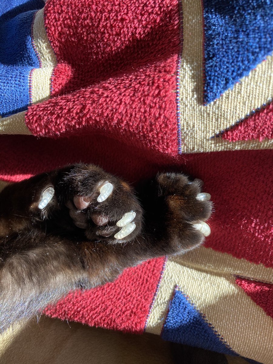 RussPurrot's tweet photo. Check out my soft claws! Do any of my fur friends wear them too? #CatsOfTwitter #cats #dogsoftwitter https://t.co/i3r76RP2HB