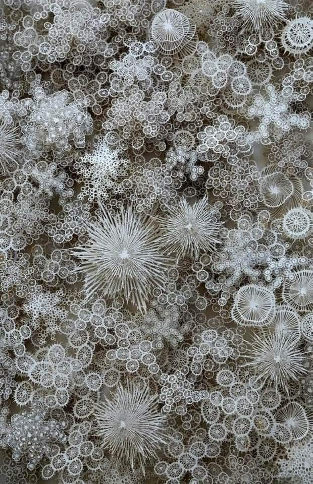 McGintyKathleen's tweet photo. Snow crystals https://t.co/pRfIRm71Y7