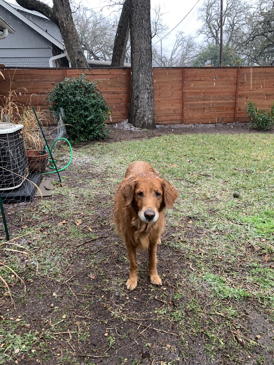 _b_axe's tweet photo. Snow Dog! ❄️ #goldenretriever #Austin https://t.co/5A1dV4eq9B