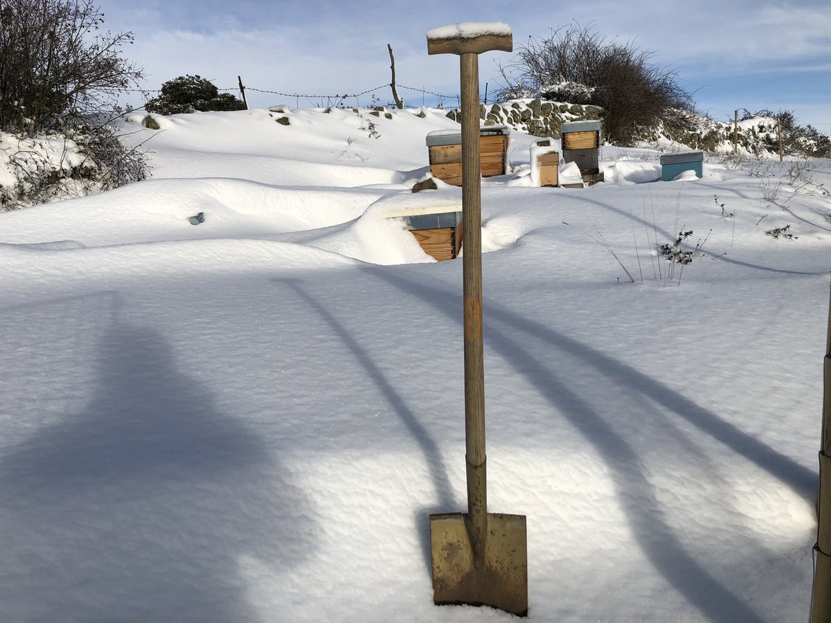 Celiaba11's tweet photo. Así amanecía el colmenar, algunas colmenas estaban sepultadas por la nieve. #bees https://t.co/NHLEyvkQMk